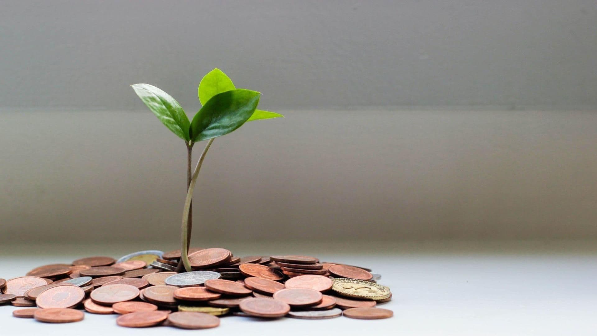 A plant blooming from a pile of coins symbolizes a land and expand sales strategy in SaaS.